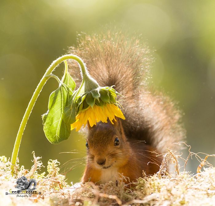 Eichhörnchen fotografieren Geert Weggen im Herbst Sonnenblume schönes Foto