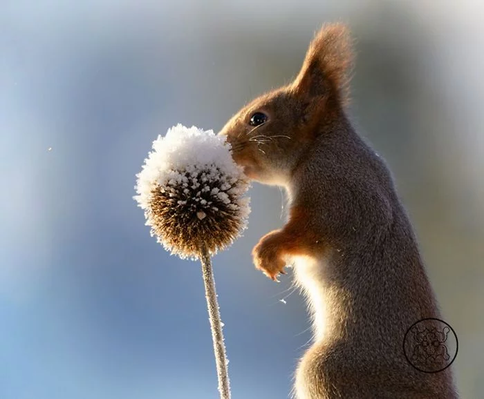Eichhörnchen fotografieren Geert Weggen im Winter etwas Sonne getrocknete Pflanze