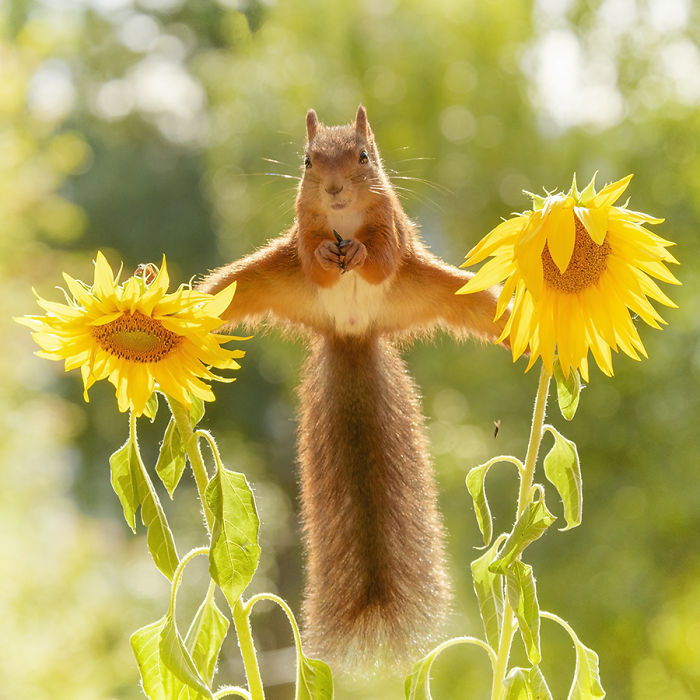Eichhörnchen fotografieren Geert Weggen mit Sonnenblumen spielen im Sommer