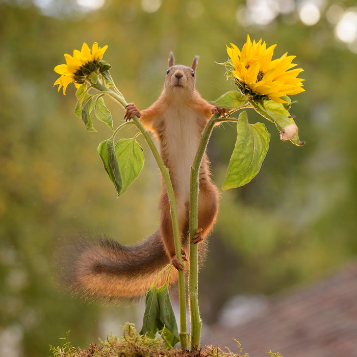 Eichhörnchen fotografieren Geert Weggen mit zwei Sonnenblumen spielen