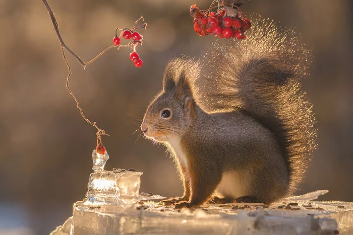 Eichhörnchen fotografieren Geert Weggen rote Beeren im Winter