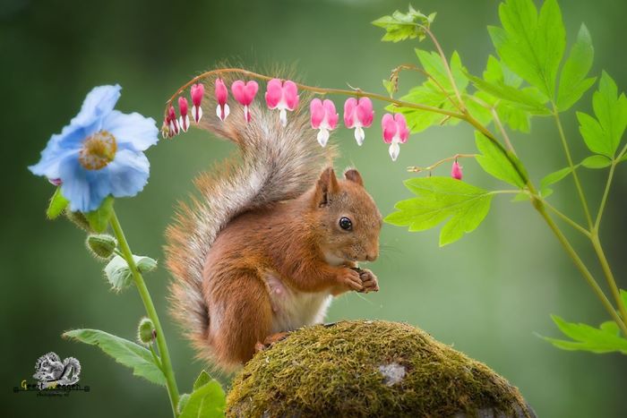 Eichhörnchen fotografieren Geert Weggen schöne Blumen Nuss gefunden Samen suchen