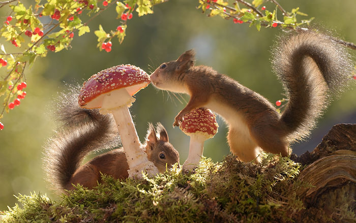 Eichhörnchen fotografieren Geert Weggen tolles Motiv für Momentaufnahmen zwei Nager Pilze Beeren