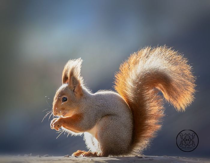 Eichhörnchen fotografieren Geert Weggen typische Körperposition
