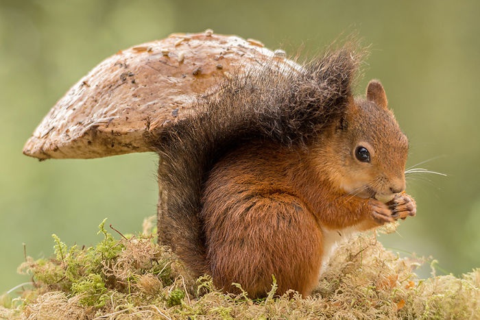Eichhörnchen fotografieren Geert Weggen unter einem großen Pilz knabbern