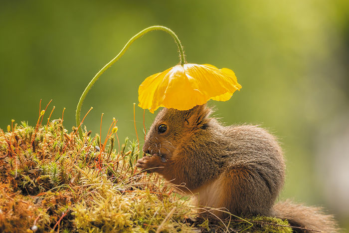 Eichhörnchen fotografieren Geert Weggen unter gelber Mohnblume stehen