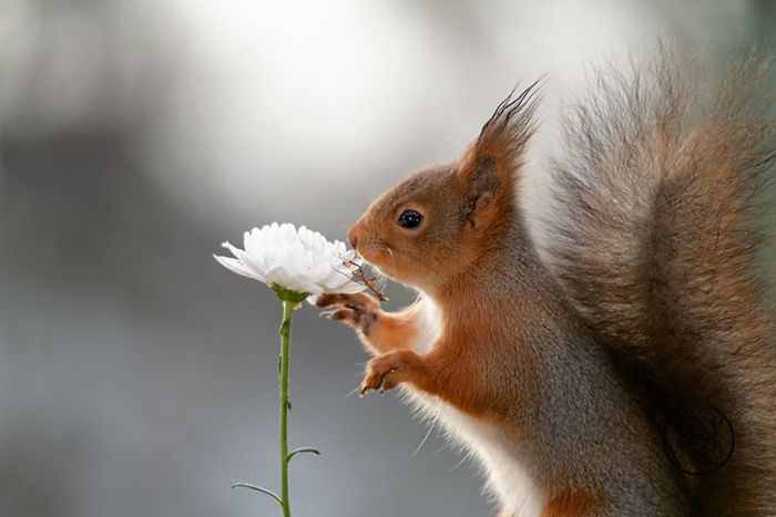 Eichhörnchen fotografieren Geert Weggen weiße Blume Interesse daran zeigen