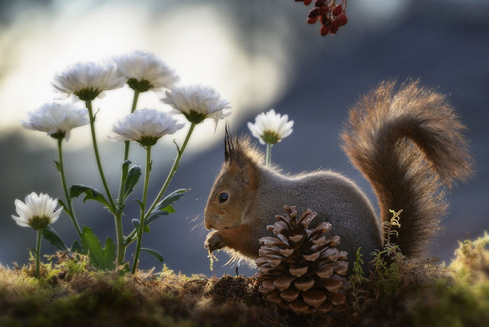 Eichhörnchen fotografieren Geert Weggen weiße Chrysanthemen Tannenzapfen