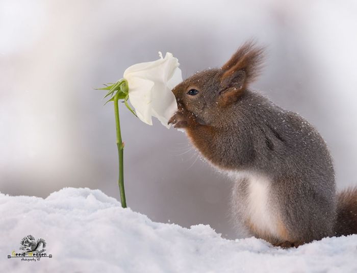 Eichhörnchen fotografieren Geert Weggen weiße Rose im Schnee