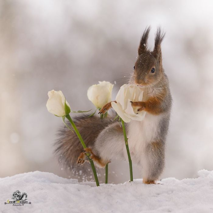 Eichhörnchen fotografieren Geert Weggen weiße Rosen im Schnee
