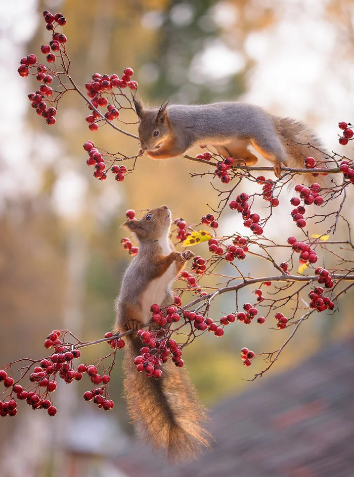 Eichhörnchen fotografieren Geert Weggen zwei kleine Buschschwänzer Hagebuttenzweige