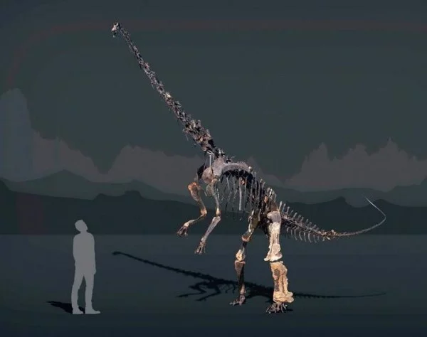 Einzigartiges Diplodocus Skelett mit Haut wird versteigert 6 meter hoch und 12 meter lang