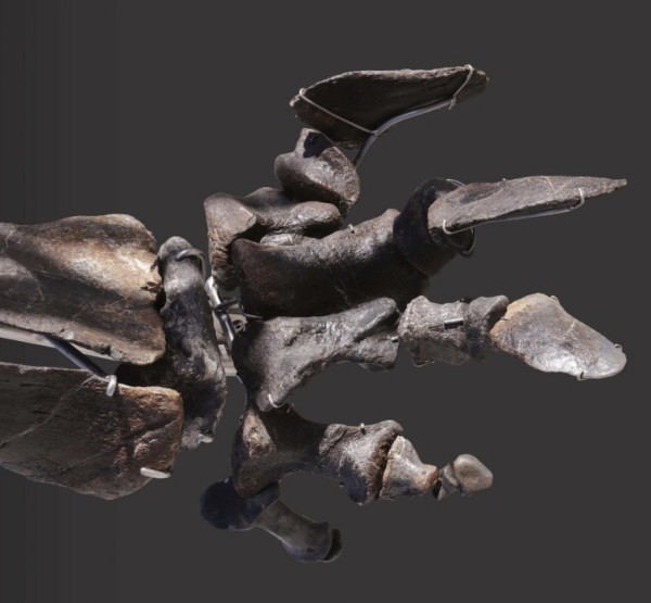 Einzigartiges Diplodocus Skelett mit Haut wird versteigert fuß knochen fossil