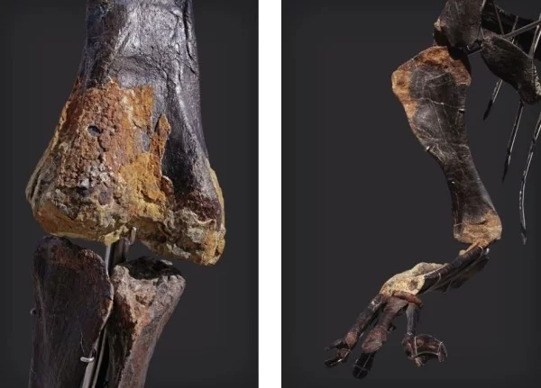 Einzigartiges Diplodocus Skelett mit Haut wird versteigert knie und hand mit haut dran