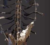 Einzigartiges Diplodocus Skelett mit Haut wird versteigert