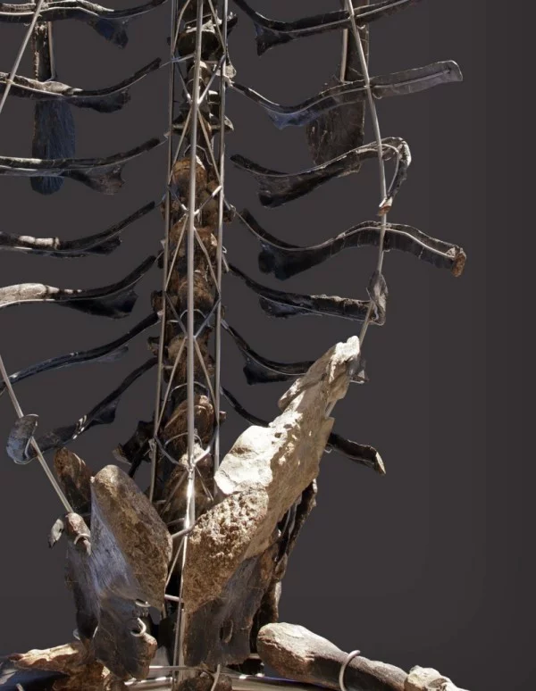 Einzigartiges Diplodocus Skelett mit Haut wird versteigert rippen und wirbelsäule fossil