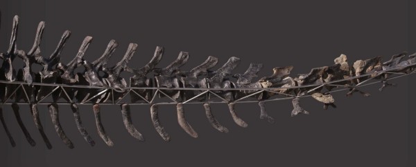 Einzigartiges Diplodocus Skelett mit Haut wird versteigert schwanz vollständig wirbelknochen