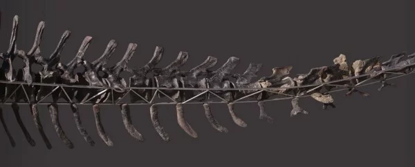 Einzigartiges Diplodocus Skelett mit Haut wird versteigert schwanz vollständig wirbelknochen