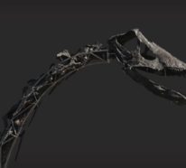 Einzigartiges Diplodocus Skelett mit Haut wird versteigert