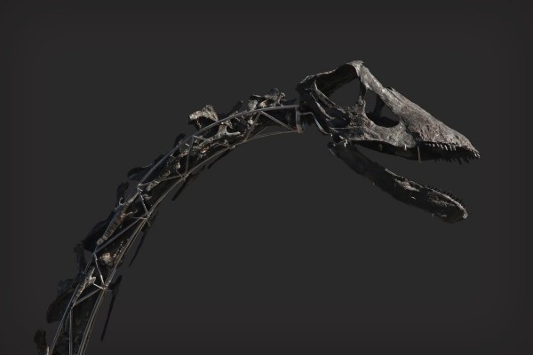 Einzigartiges Diplodocus Skelett mit Haut wird versteigert skinny hals und kopf schädel
