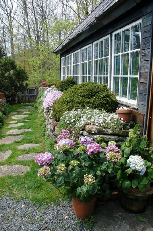 Gartenwege aus Stein Steinplatten mit Gras bewachsen Hortensien am Haus