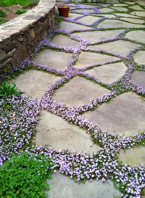 Gartenwege aus Stein großformatige Steinplatten mit dekorativem Pflanzenbewuchs
