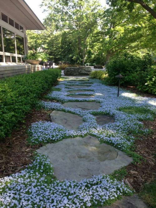 Gartenwege aus Stein kleinwüchsige Bodendecker zwischen großformatigen Steinplatten