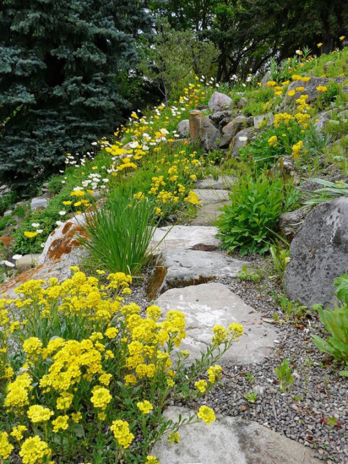 Gartenwege aus Stein natürlicher schöner Look Steine Wildpflanzen