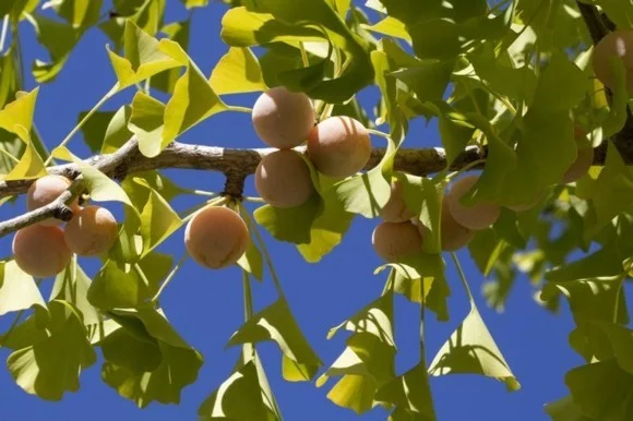 Ginkgo Baum Ginkgo Blätter Ginkgo Früchte weiblicher Ginkgo Biloba Baum