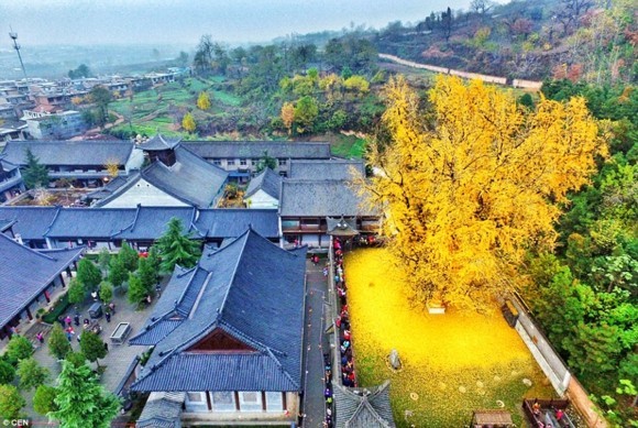 Ginkgo Baum buddhistischer Tempel goldene Ginkgo Blätter