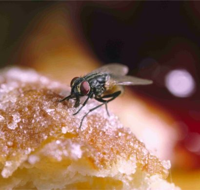 Fliegen vertreiben - mit einfachen Hausmitteln und Methoden die ...