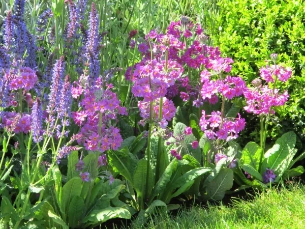 gartengestaltung tolle pflanzen in lila