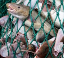 Fischloser Fisch von Impossible Foods in Entwicklung
