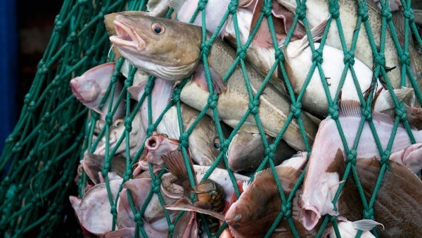 Fischloser Fisch von Impossible Foods in Entwicklung überfischung ist ein echtes problem