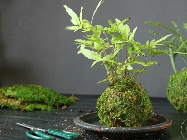Kokedama selber machen Mooskugeln mit pflegeleichten Zimmerpflanzen erstellen 