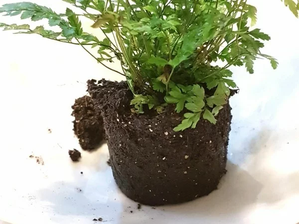 Kokedama selber machen Mooskugel mit grüner Pflanze