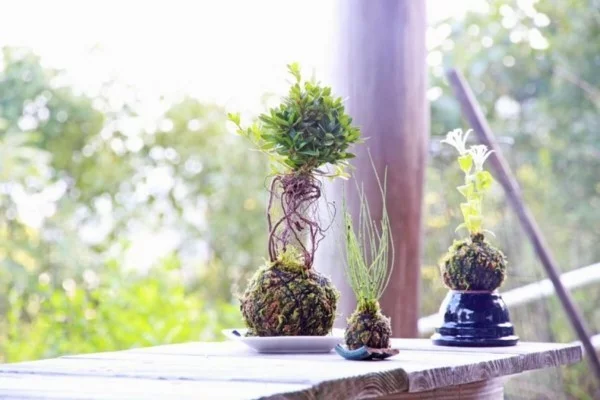 Kokedama selber machen Mooskugeln mit pflageleichten Balkonpflanzen 