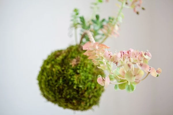 Kokedama selber machen Mooskugel hängende Zimmerpflanzen grüne Deko im Raum