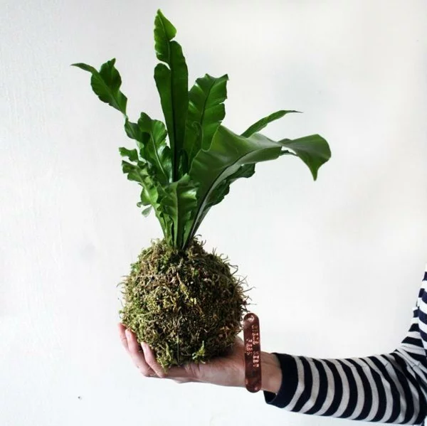 Kokedama selber machen Mooskugel pflegeleichte Zimmerpflanzen