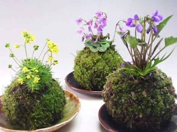 Kokedama selber machen japanische Gartenkunst Mooskugeln mit blühenden Pflanzen 