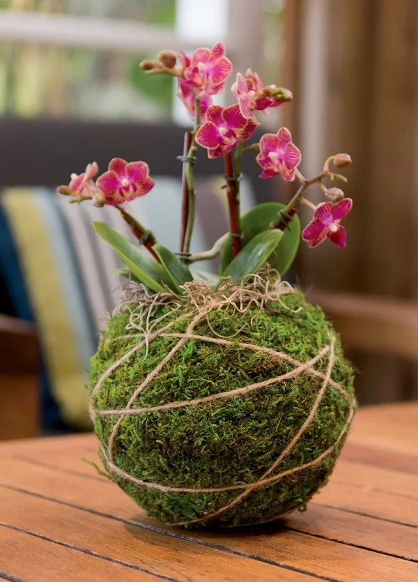 japanische Gartenkunst Kokedama als Raumdeko mit blühender Zimmerpflanze machen