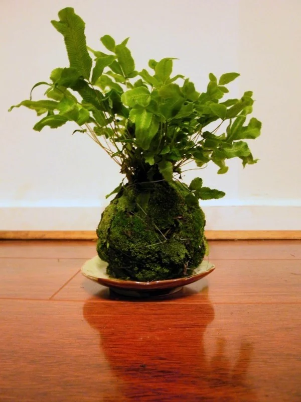 Kokedama selber machen japanischer Moosball als Tischdeko mit grüner Pflanze 