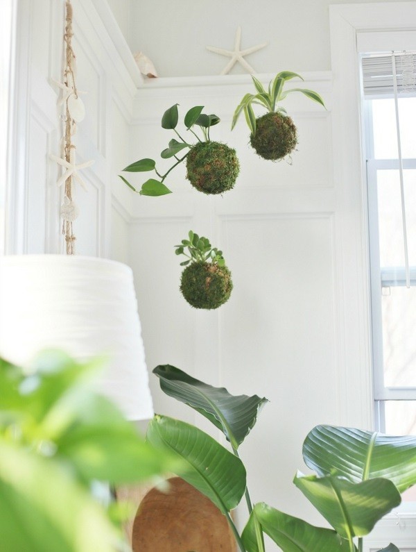Kokedama selber machen japanische Mooskugel hängende Zimmerpflanzen