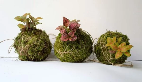 Kokedama selber machen japanische Mooskugeln schöne Raumdeko Pflanzen mit bunten Blättern 