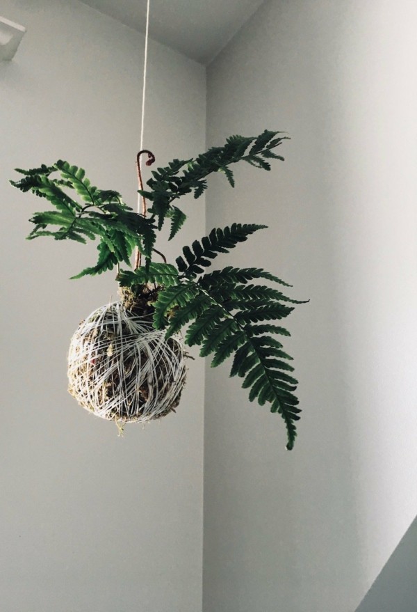 Kokedama selber machen japanische Zimmerpflanzen hängennd