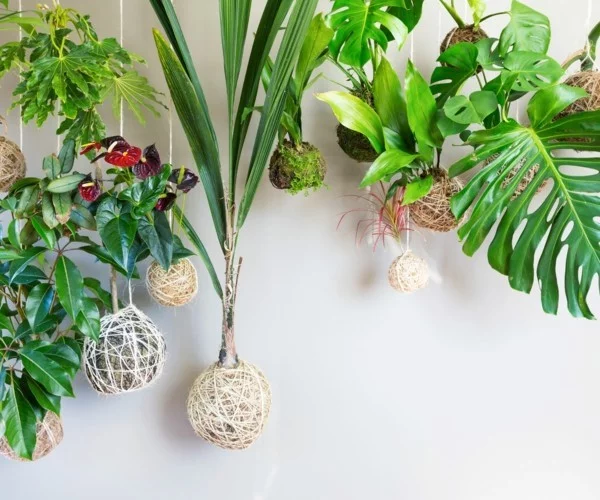 Kokedama selber machen originelle hängende Zimmerpflanzen