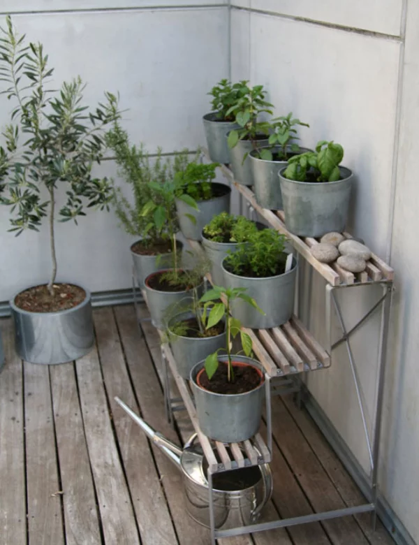 Kräuter zuhause anbauen pflegen Standort auf der Veranda in Töpfen auf einem einfachen Regal