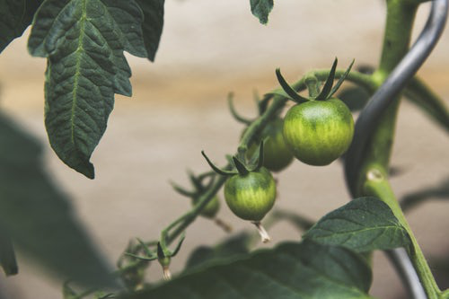 Urban Gardening grüne Tomaten im Garten eigene Gemüseproduktion