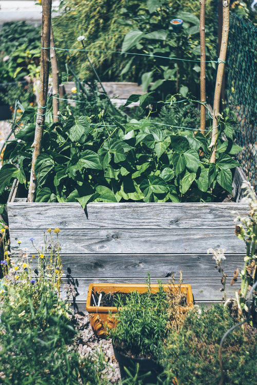 Urban Gardening sinnvolle Beschäftigung im Freien gesund Pflanzen anbauen
