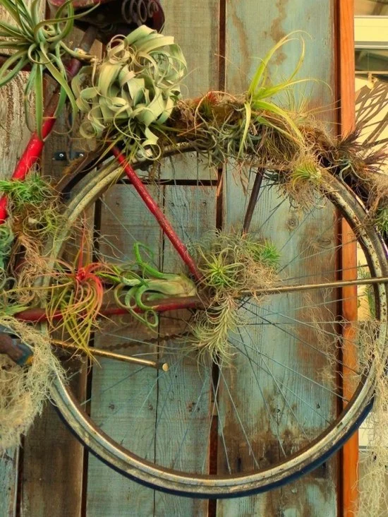 ausgefallene Deko mit einem alten Fahrrad und Luftpflanzen 